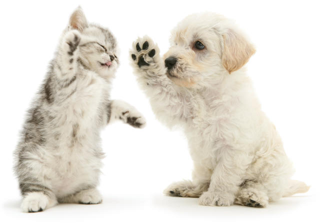 Diese Fotos zeigen: Hund und Katze können Freunde sein!