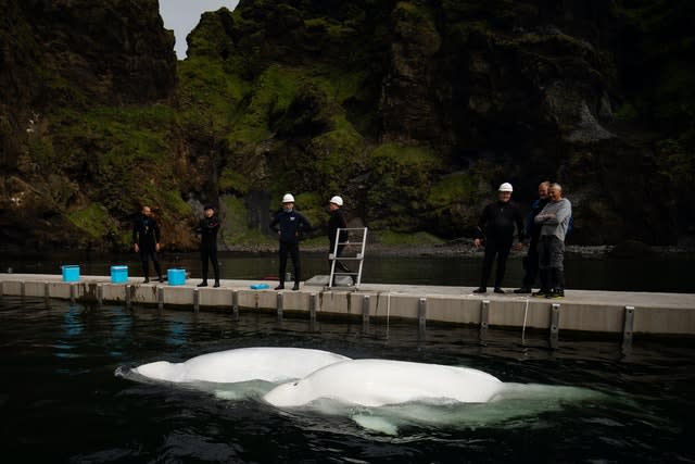 Open-water sanctuary for Beluga Whales