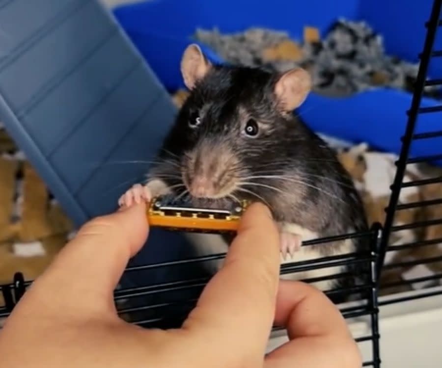 pet rat plays a harmonica held by a human hand