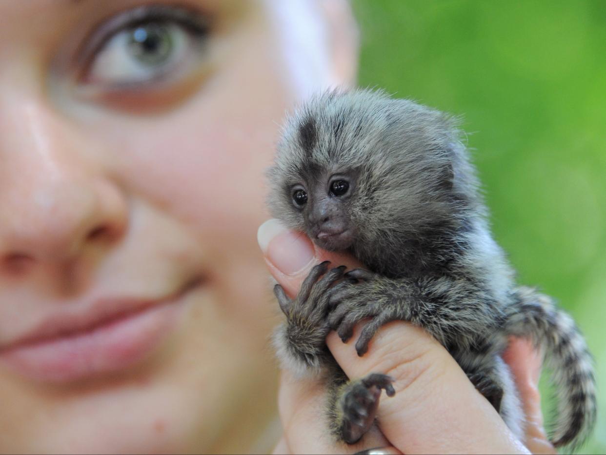 <p>Marmosets are one of the most popular species bought as pets in the UK</p> (DPA/AFP via Getty Images)