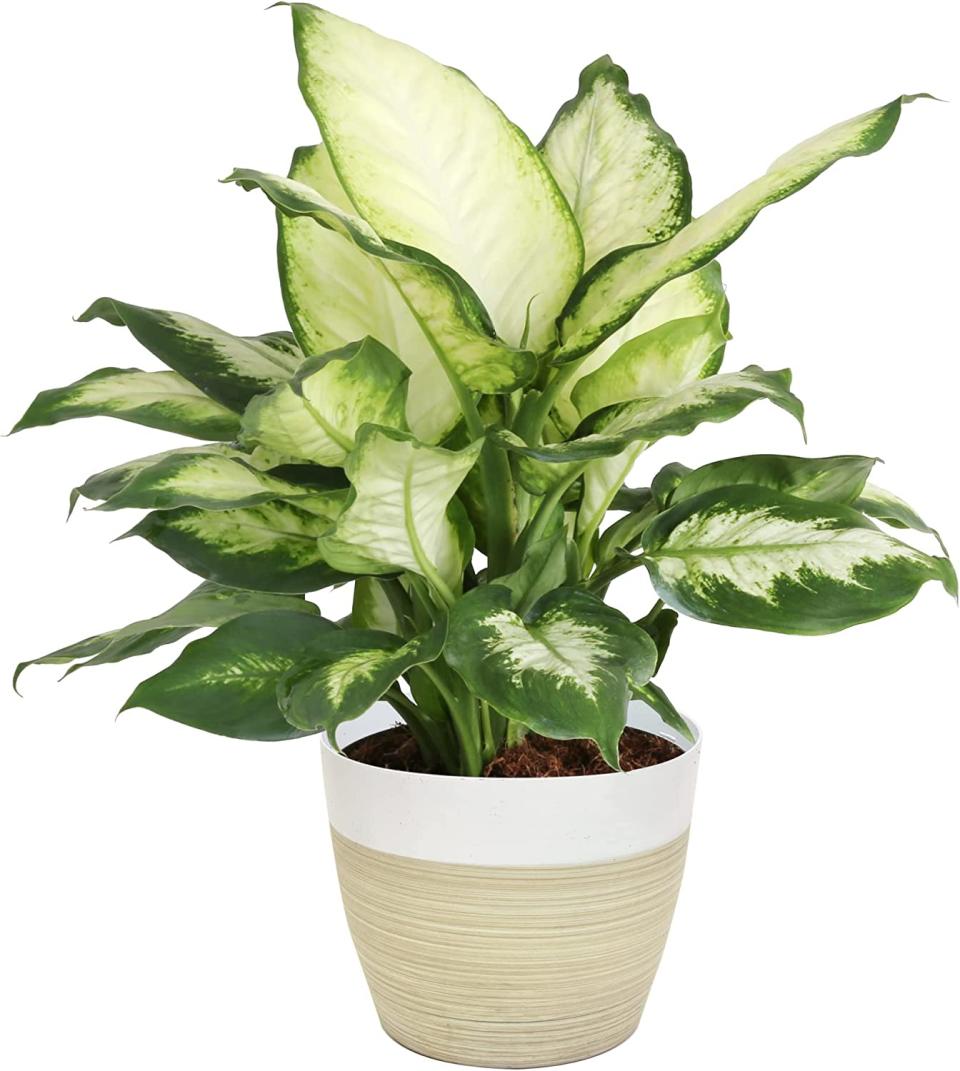 Indoor Plants Are Up To 49% Off At Amazon Today