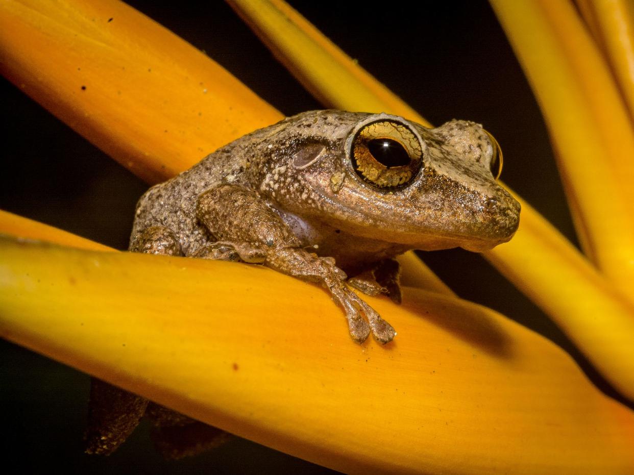 coqui frog