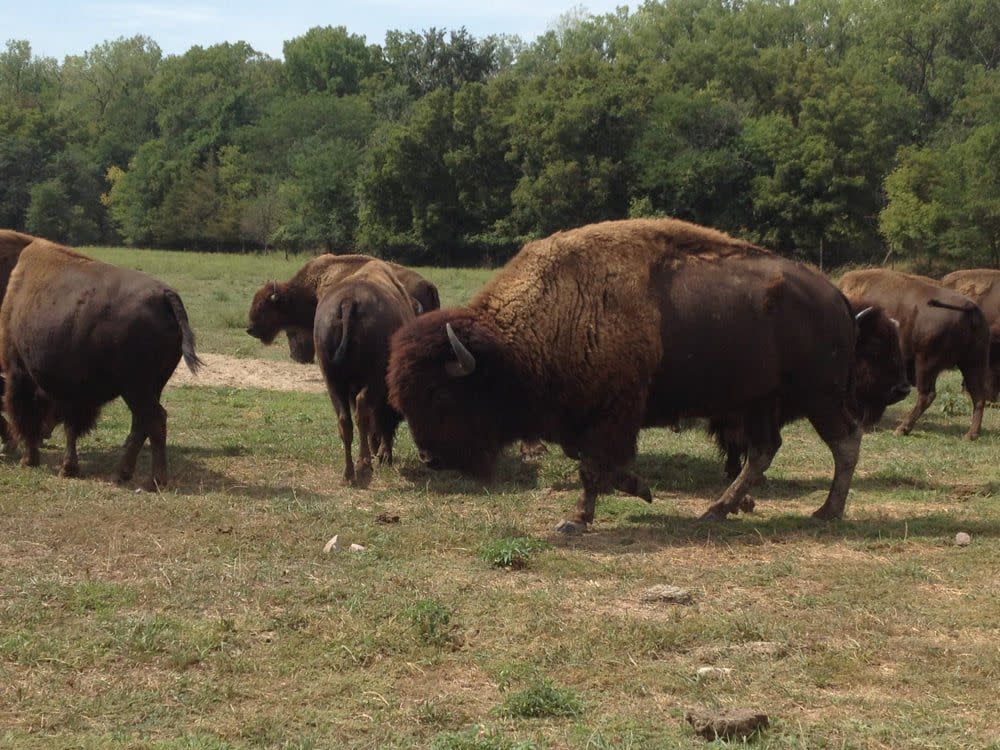 Lee G. Simmons Conservation Park & Wildlife Safari, Ashland, Nebraska