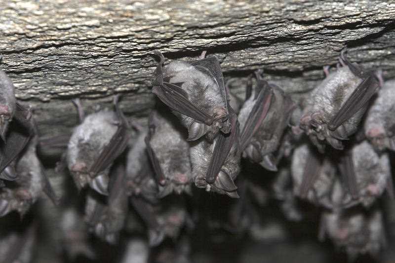 Horseshoe bats are pictured.