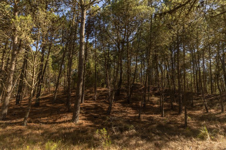 Comienzo de desarrollo del barrio Bosques en Pinamar Norte.