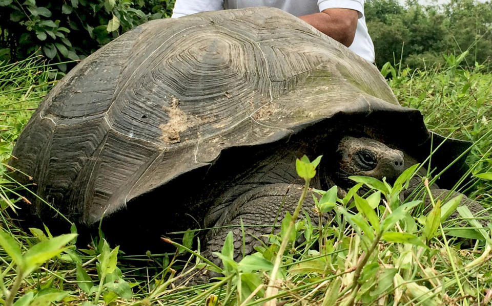 <p>Anders als zuvor gedacht, ist die Riesenschildkröte “Chelonoidis donfaustoi” doch eine eigene Art. Rund 250 verbleibende Exemplare leben im Natur-Paradies Galapagos-Inseln bei Ecuador.<br></p>