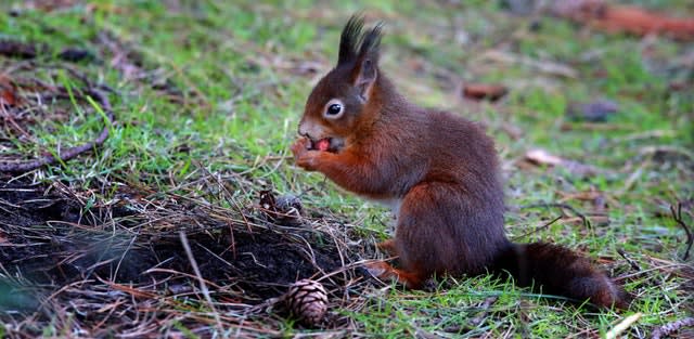 Red squirrel