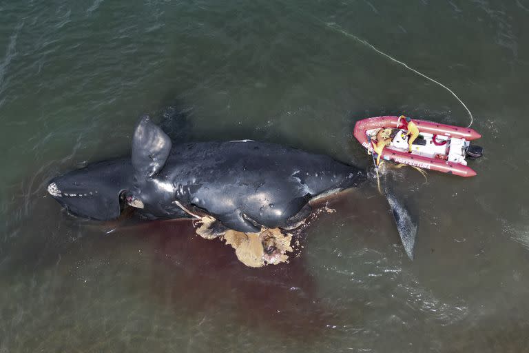 Al menos 30 ballenas francas australes muertas aparecieron en la costa del Golfo Nuevo y el santuario de Península Valdés en los últimos días