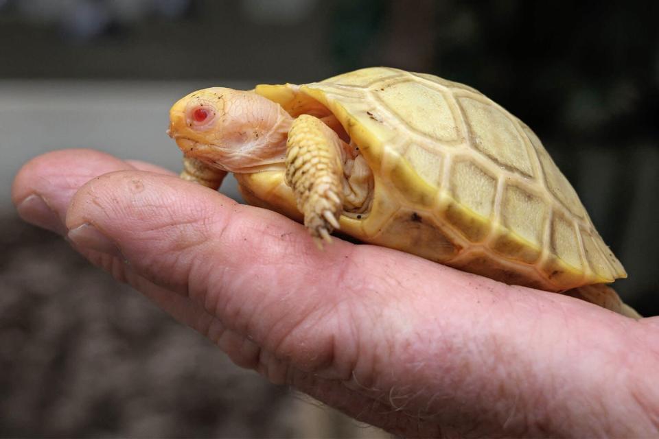 A picture taken on June 3, 2022 shows a unique albinos Galapagos giant tortoise baby, born on May 1, at the Tropicarium of Servion, western Switzerland. - Albinos Galapagos tortoises have never been observed in captivity or in the nature. The Galapagos giant tortoises are strictly protected and are among the most endangered species among CITES-listed animals.