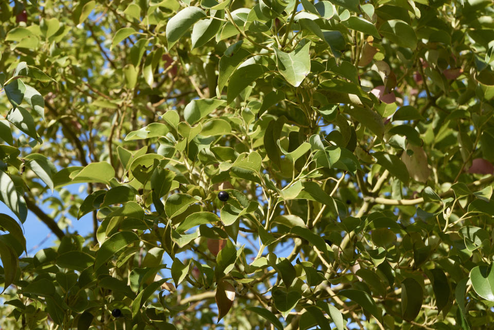 IMAGEN DE ARCHIVO/ Foliage del Cinnamomum camphora (Foto:Getty)