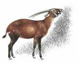 <p>Only found in Laos and Vietnam, these Asian unicorn are extremely threatened due to loss of habitat.</p> 