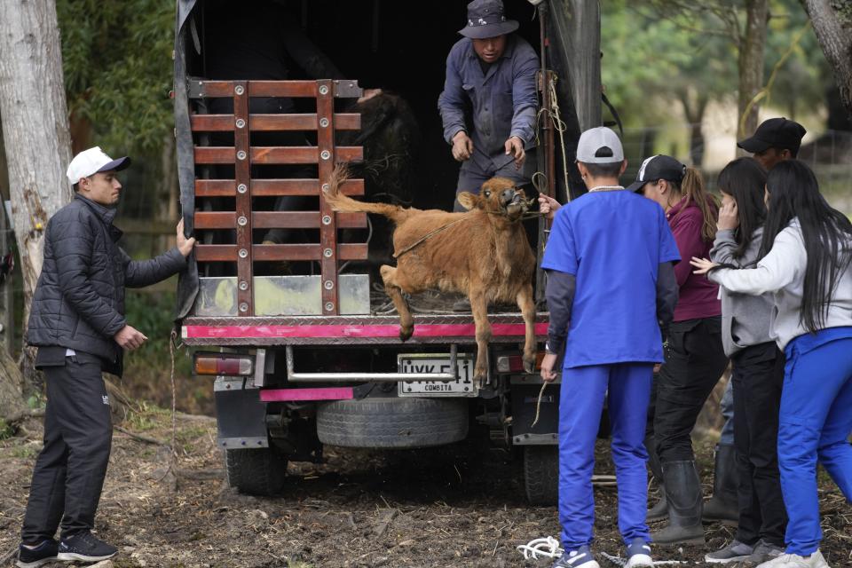 Miguel Aparicio, right, and university students unload a Spanish Fighting Bull calf after it arrived at a farm animal shelter in La Calera, Colombia, Thursday, Feb. 16, 2023. Miguel Aparicio, who runs the shelter, is hoping to turn it into a sanctuary for the Spanish Fighting Bull. (AP Photo/Fernando Vergara)