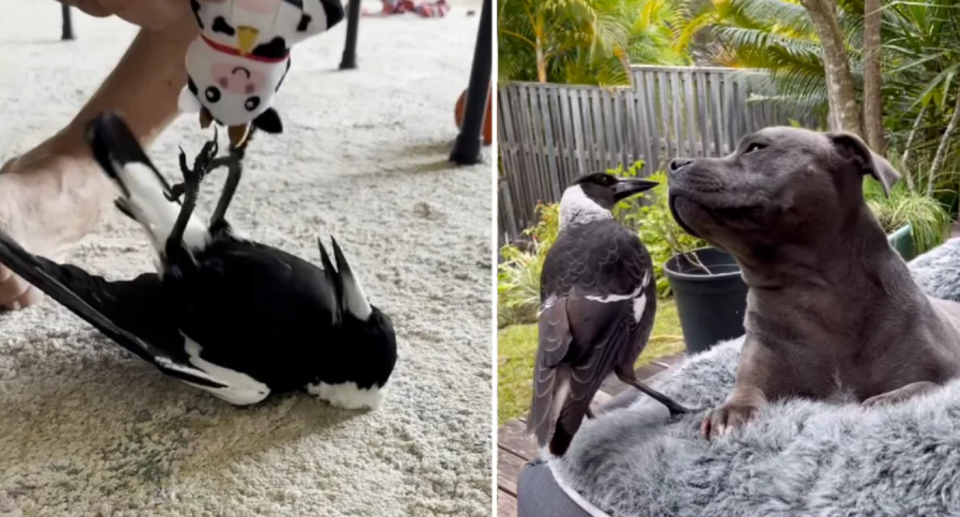 Molly the magpie lies on its back with its legs on a toy (left). The dog and bird face one another on a grey fluffy dog bed (right). 