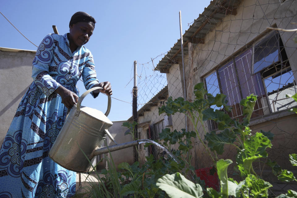 Siridzayi Dzukwa, a grandmother, waters her vegetabales at her house in Hatfcliffe on the outskirts of the capital Harare, Zimbabwe, Wednesday, May 15, 2024. In Zimbabwe, talk therapy involving park benches and a network of grandmothers has become a saving grace for people with mental health issues. Now the concept is being adopted in parts of the United States and elsewhere. (AP Photo/Tsvangirayi Mukwazhi)