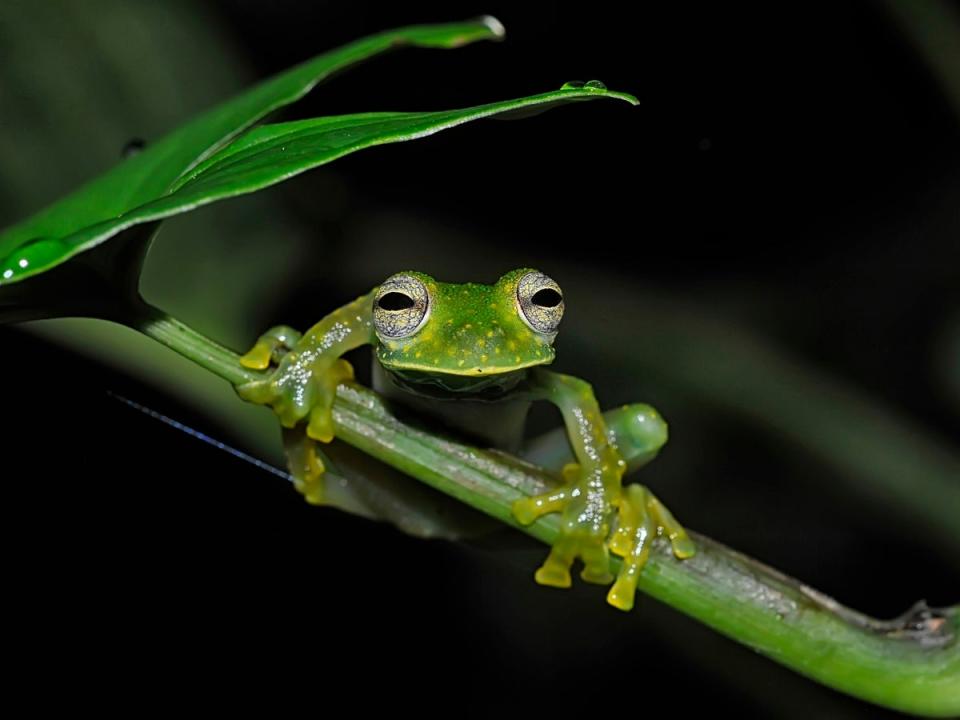 The glass frog’s translucent legs makes its outline less recognisable to predators and harder to spot (Getty Images/iStockphoto)