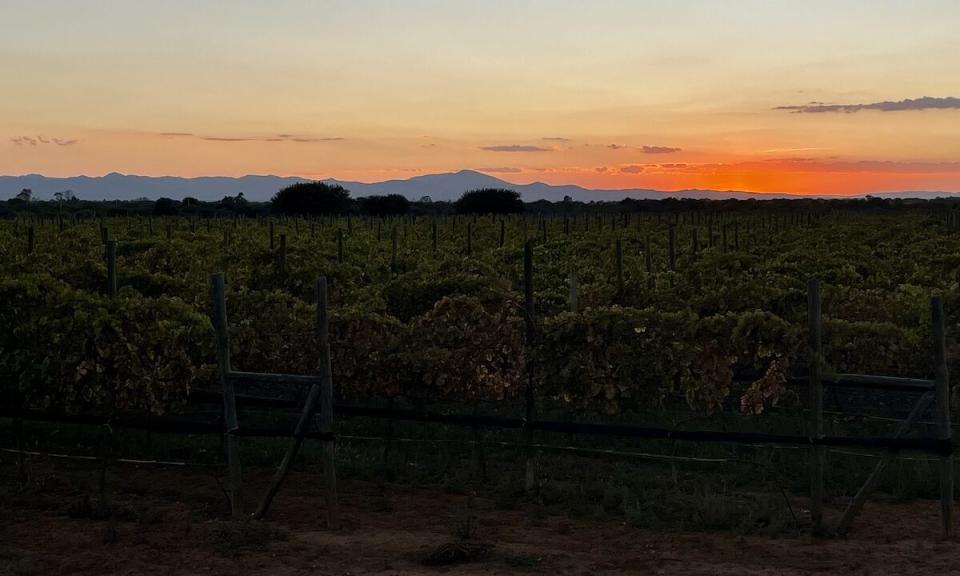 Viñedo los Arcángeles San Miguel de Allende