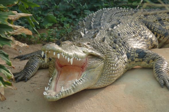 Drunk man fends off crocodile attack in Australia