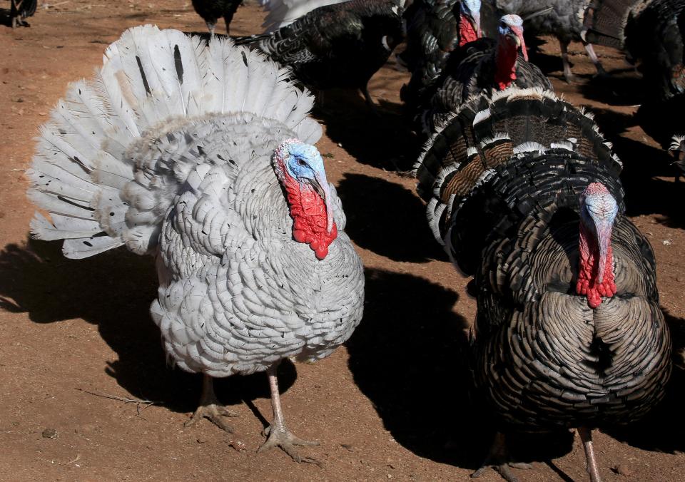 A Slate turkey, left, and a Narragansett turkey walk around Frank Reese's Good Shepherd Turkey Ranch near Lindsborg.