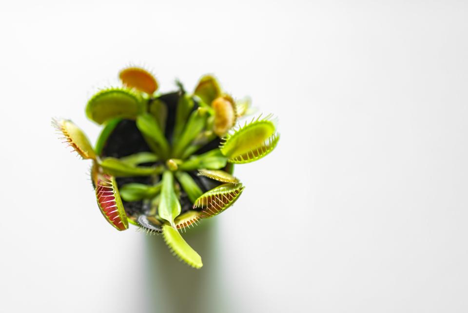 Venus Flytrap