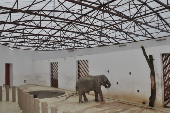 campaigners-trying-to-save-worlds-saddest-elephant-romania-zoo