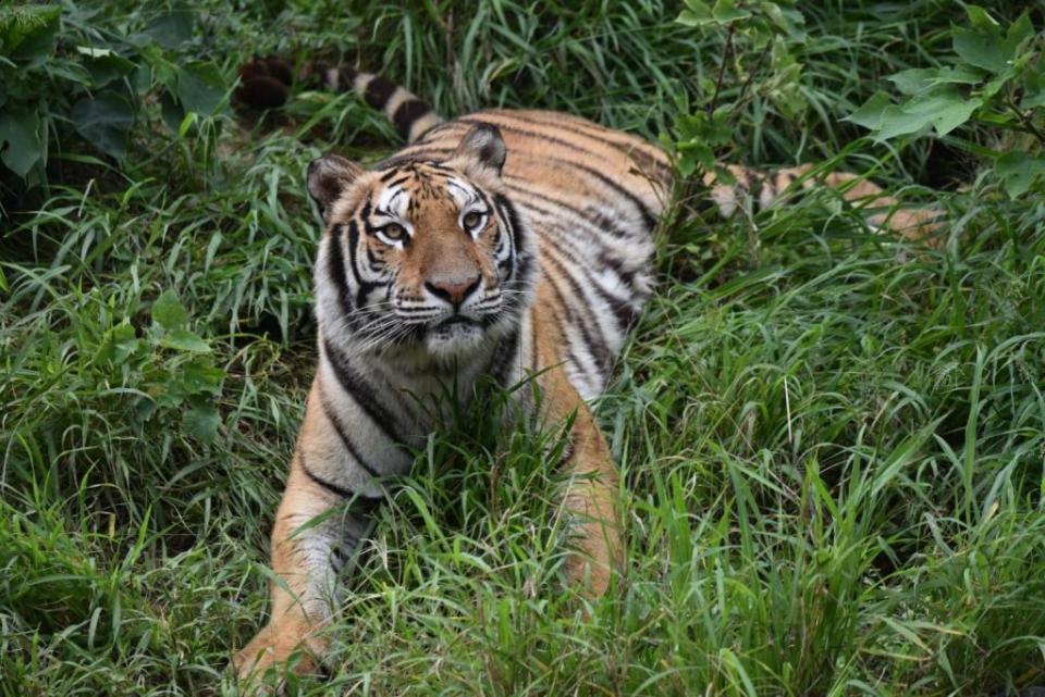 今年初從六福村借展來新竹市立動物園的孟加拉虎，經票選獲新名為「睏寶」。（圖/記者黃溎芬翻攝）