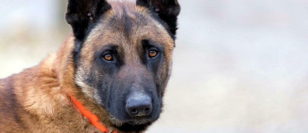 Un Malinois de 10 ans a été accidentellement abattu par un chasseur, qui l'aurait pris pour un chevreuil, dans les Pyrénées-Orientales. (image d'illustration)  - Credit:Christian Watier / Maxppp / Collection Watier/Maxppp