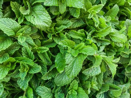 Morocco, Marrakech, mint leaves. (Photo by: Giovanni Mereghetti/UCG/Universal Images Group via Getty Images)