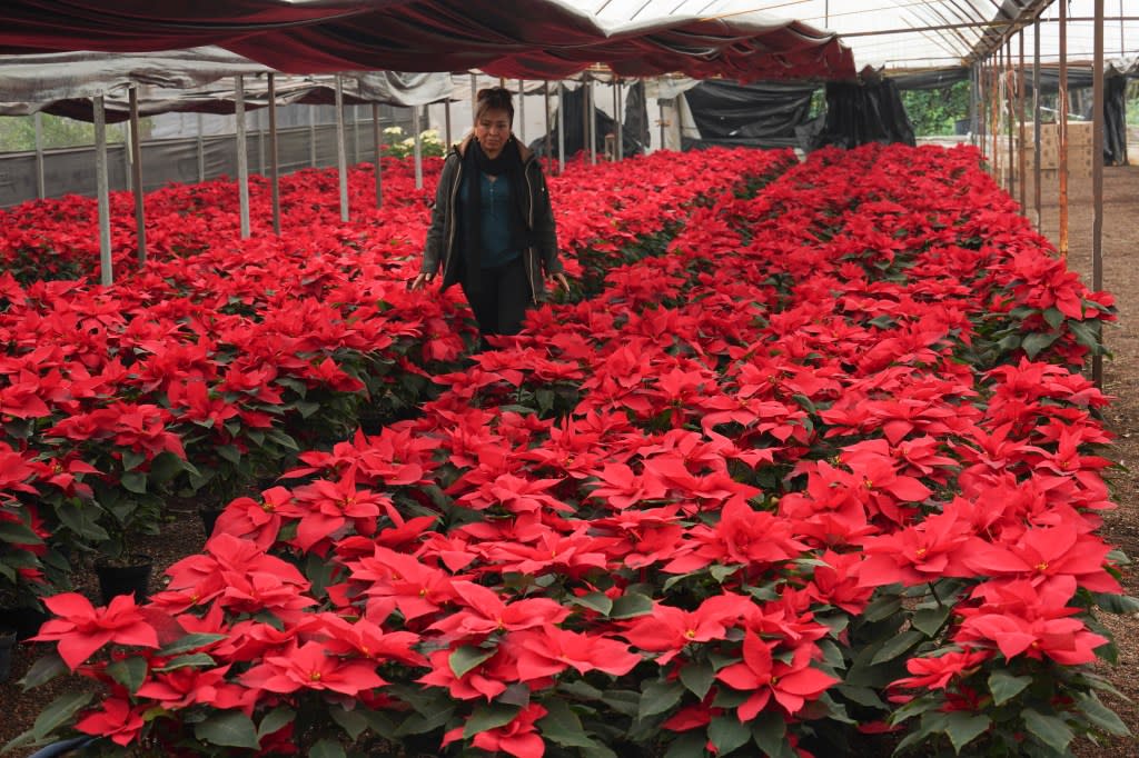 history of poinsettia, poinsettia, theGrio.com