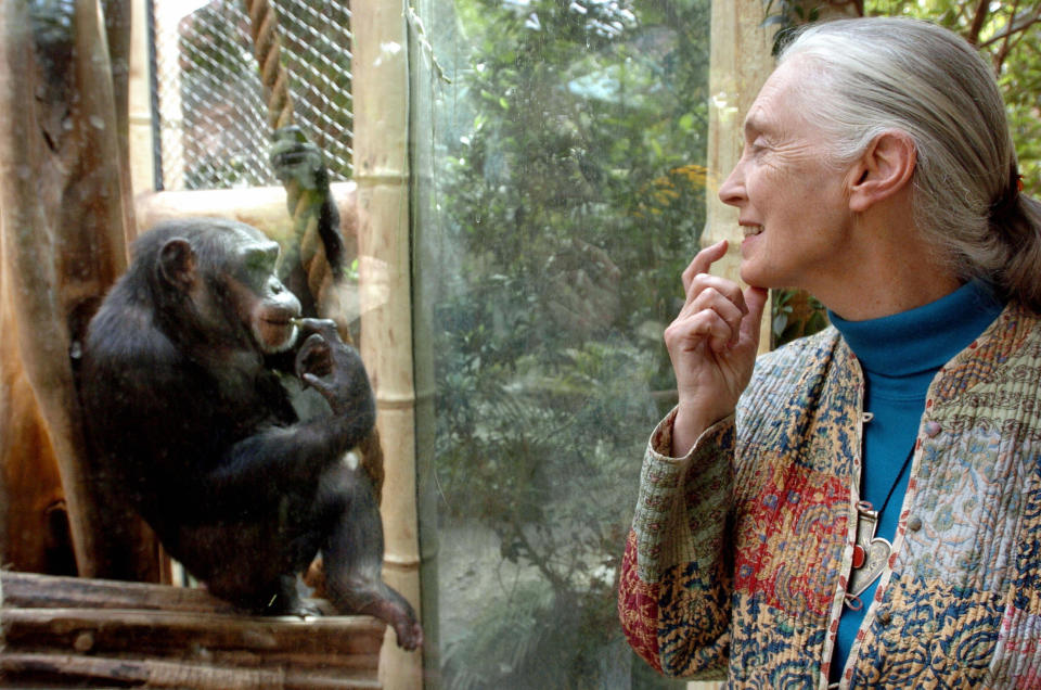 Jane Goodall, the world's foremost authority on chimpanzees, communicates with a chimp named Nana at the zoo in Magdeburg, Germany, on June 6, 2004. / Credit: JENS SCHLUETER/DDP/AFP via Getty Images