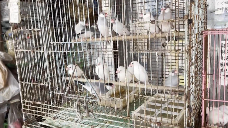 鳥兒經常被飼養在小小籠子中。(圖/獨立特派員)