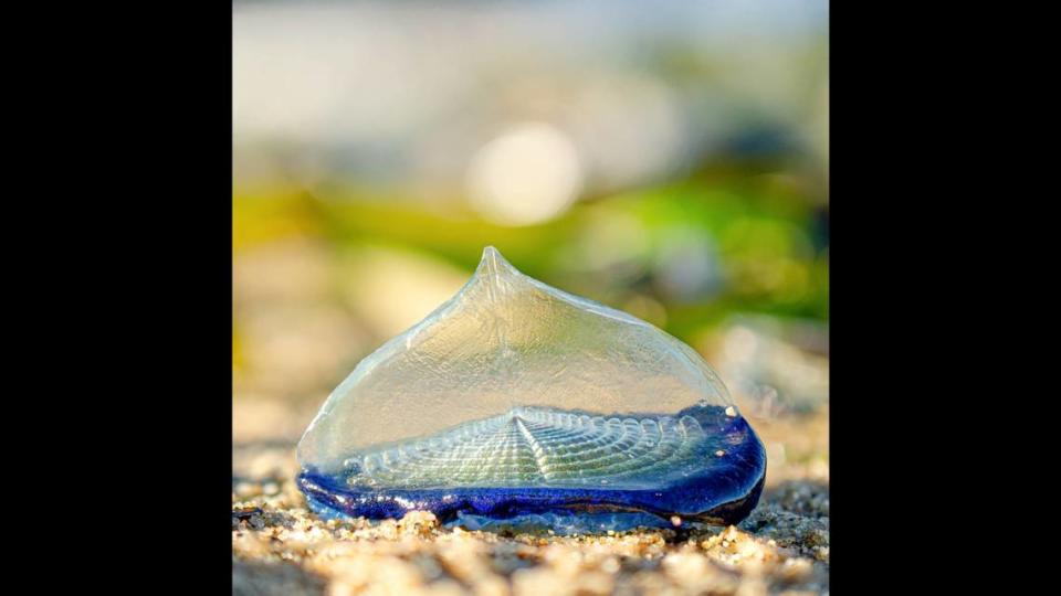 Also known as by-the-wind sailors, the blobs are not jellyfish but colonies of polyps similar to the Portuguese man o’ war, according to JellyWatch.