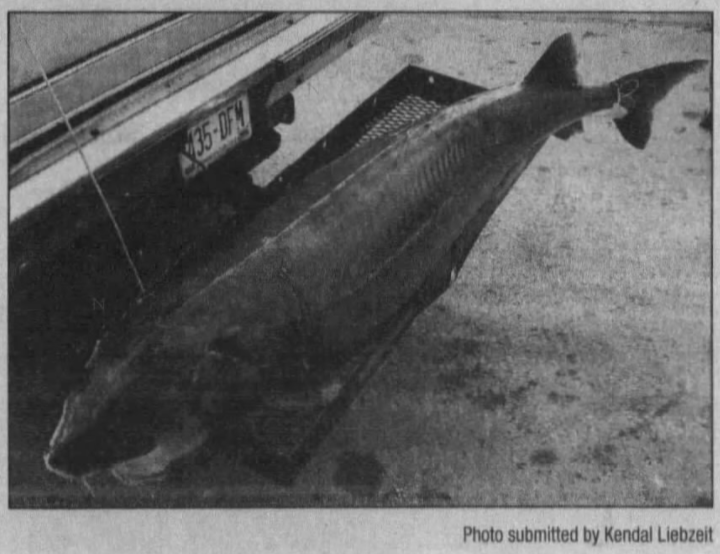 Ronald Grishaber holds the current sturgeon spearing record for heaviest sturgeon with this 212.2-pound catch in 2010, shown here from a 2010 edition of the Appleton Post-Crescent.
