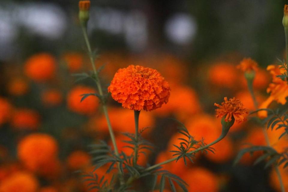 El jardín comunitario de Fresno Metro Ministry en la esquina de las avenidas Poplar y Belmont - lleno del vibrante color naranja en diferentes tonalidades de la flor de cempasúchil - el 24 de octubre en Fresno.