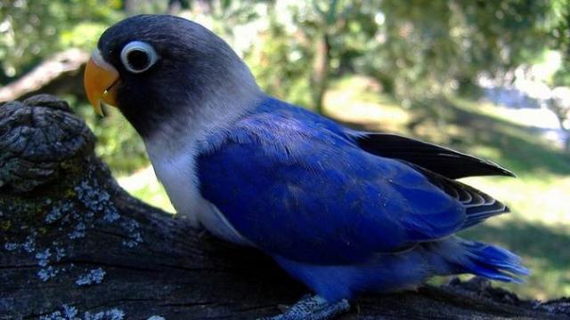 lovebird biru kepala hitam