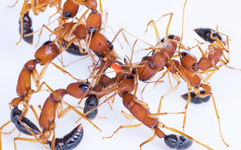  Indian jumping ants - Clint Penick