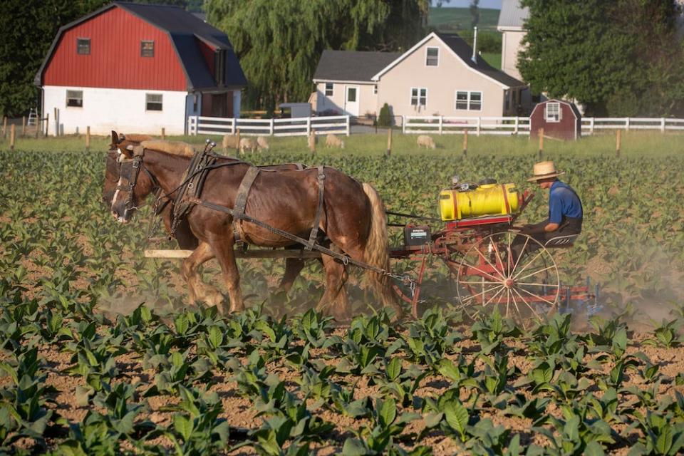 An Amish farmer drives a horse-drawn cultivator through a field of crops, with a farmhouse and barn in the background, in Lancaster County, Pennsylvania.