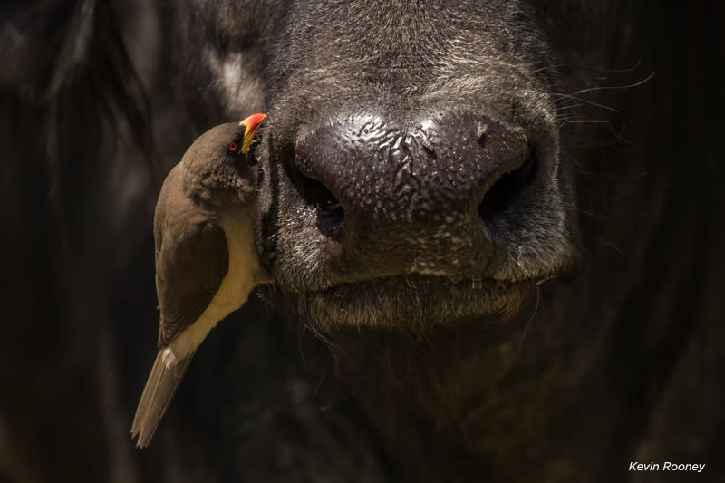 Oxpecker cleaning the nose of the buffalo was taken in Mara North Conservancy in Kenya