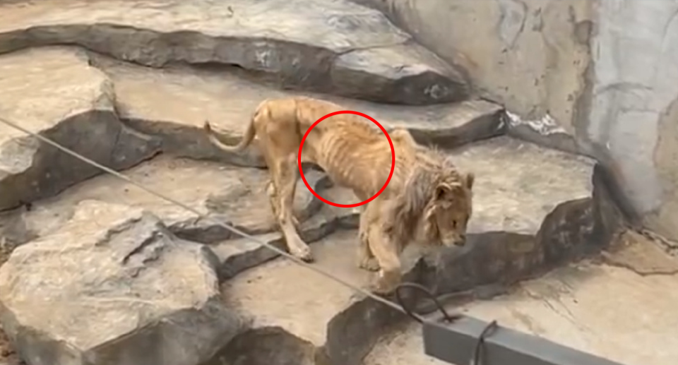 A red circle highlights the lions ribs.