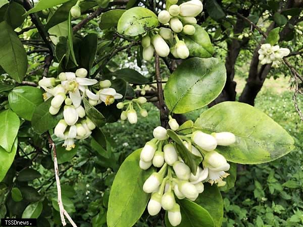 西湖柚花藝術節登場文旦柚花盛開撲鼻香令人陶醉。（記者江乾松攝）