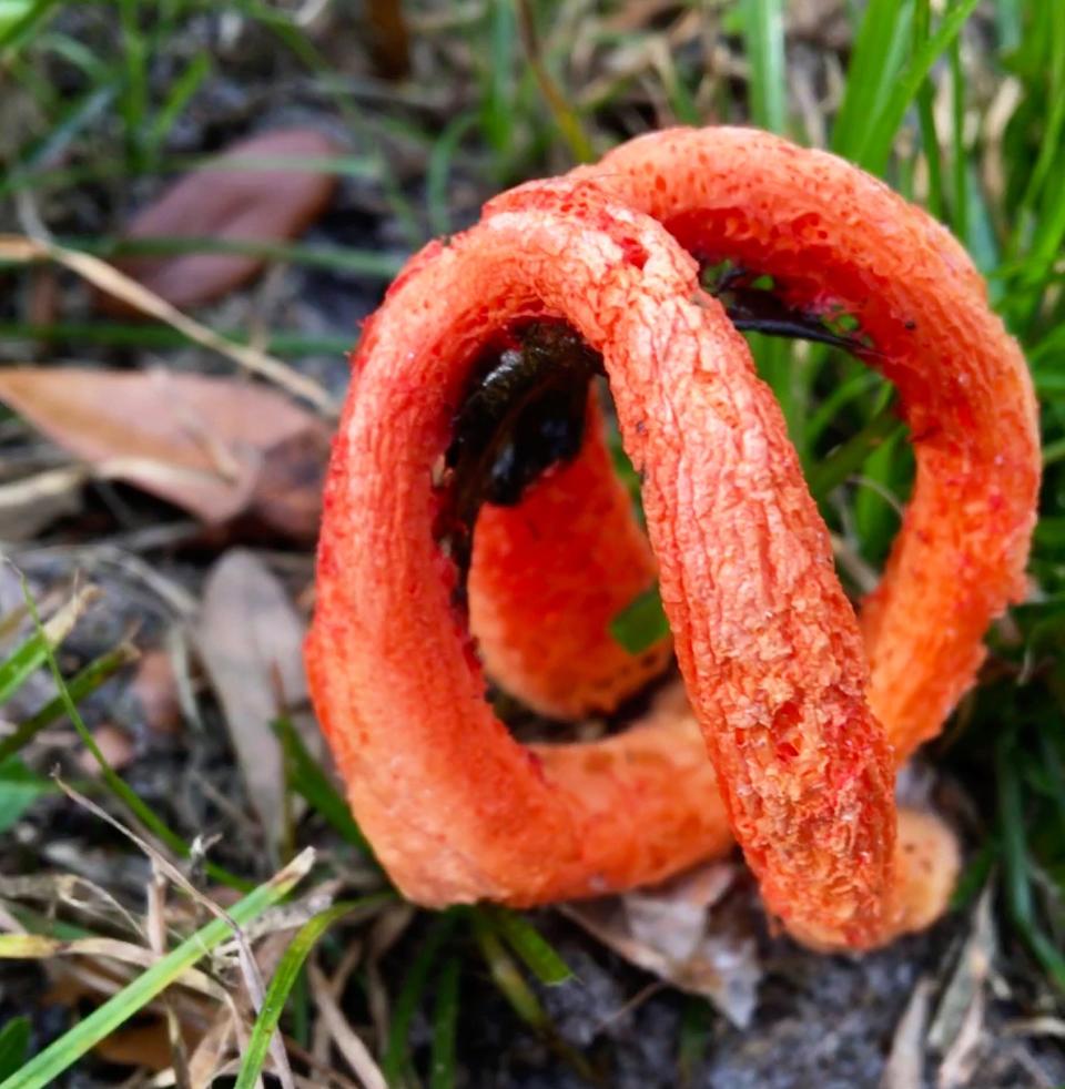 The Stinkhorn fungus, Clathrus columnatus, smells bad but is beneficial.