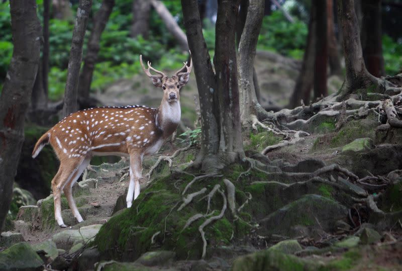 A spotted deer is seen inside a deer park in the premises of Pashupatinath Temple in Kathmandu