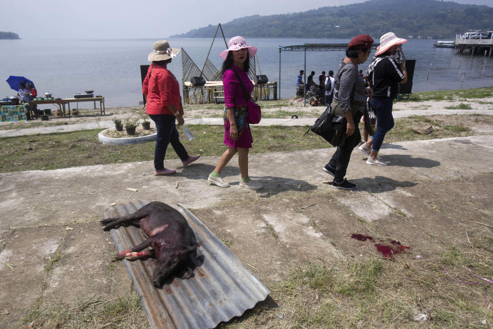 In this Friday, Oct. 25, 2019, photo, visitors walk past a slaughtered pig during Toba Pig and Pork Festival, in Muara, North Sumatra, Indonesia. Christian residents in Muslim-majority Indonesia's remote Lake Toba region have launched a new festival celebrating pigs that they say is a response to efforts to promote halal tourism in the area. The festival features competitions in barbecuing, pig calling and pig catching as well as live music and other entertainment that organizers say are parts of the culture of the community that lives in the area. (AP Photo/Binsar Bakkara)