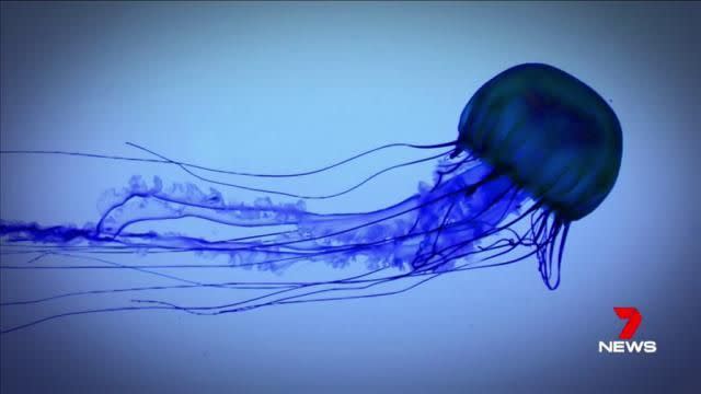 Jellyfish are tricky to spot because they are invisible in the water. Source: 7 News