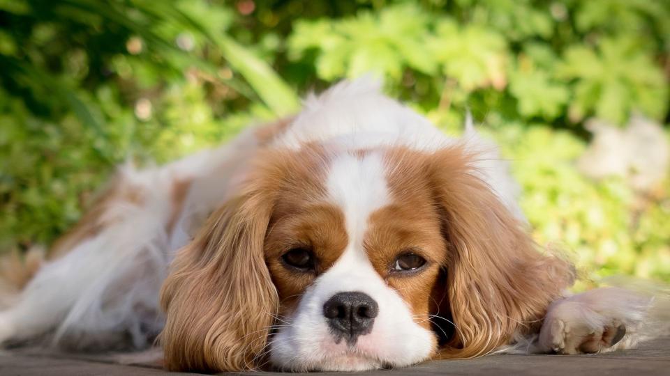 Cavalier King Charles Spaniel