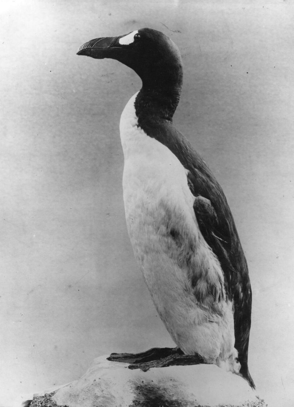 Penguins get their name from a Canadian bird.