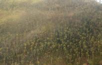 An aerial view shows damaged coconut trees after super Typhoon Haiyan battered Tacloban city in central Philippines November 9, 2013. Possibly the strongest typhoon ever to hit land devastated the central Philippine city of Tacloban, killing at least 100 people, turning houses into rubble and leveling the airport in a surge of flood water and high wind, officials said on Saturday. The toll of death and damage from Typhoon Haiyan on Friday is expected to rise sharply as rescue workers and soldiers reach areas cut off by the massive, fast-moving storm which weakened to a category 4 on Saturday. REUTERS/Erik De Castro (PHILIPPINES - Tags: DISASTER ENVIRONMENT)