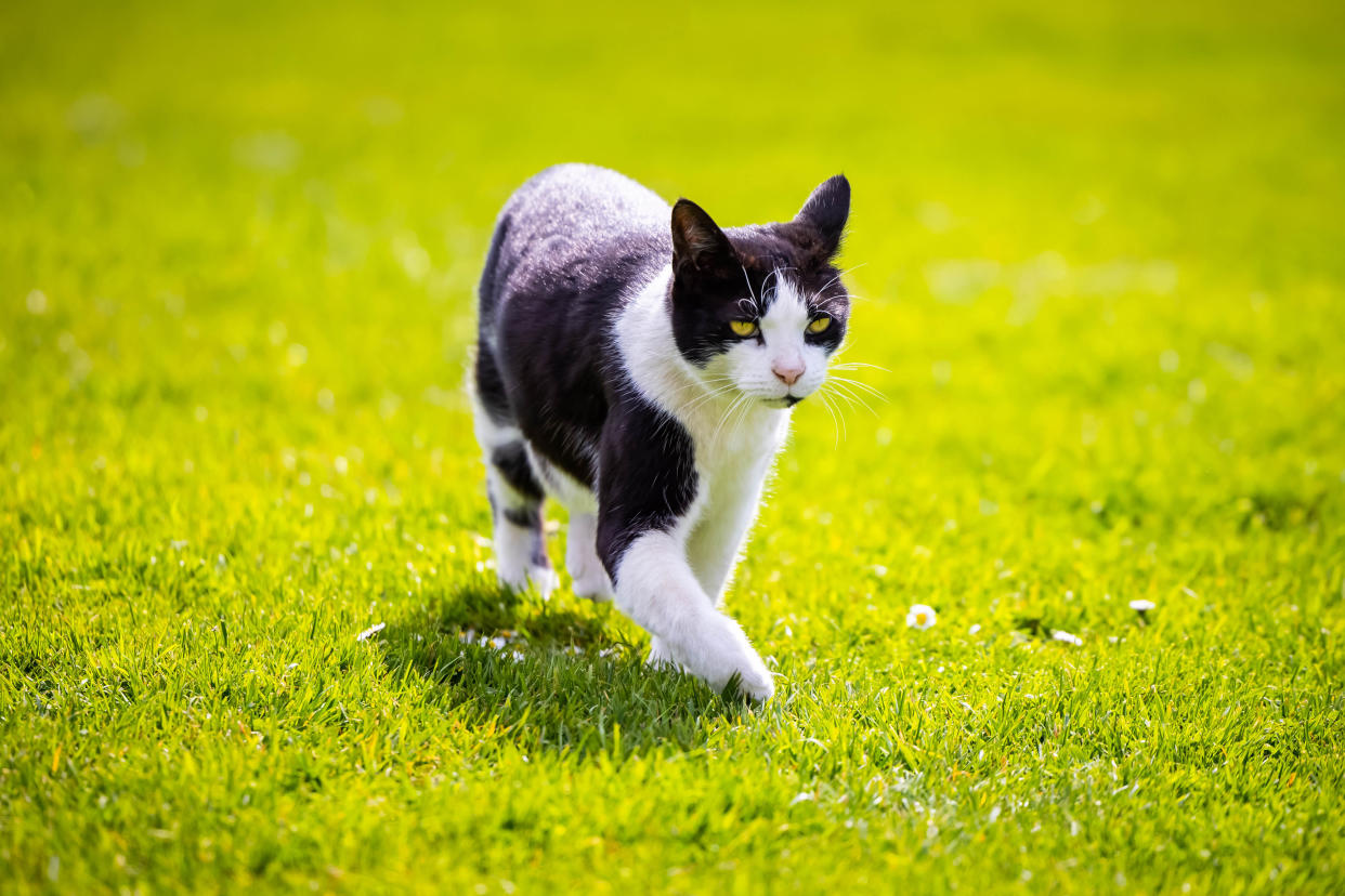 Marley, the resident cat at The Apuldram Centre in Chichester, is a regular attendee at staff meetings (Ciaran McCrickard/PA)