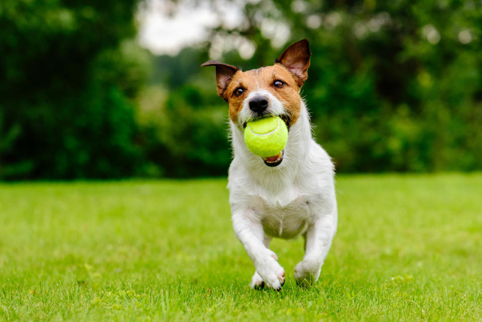 Summer fun with domestic dog