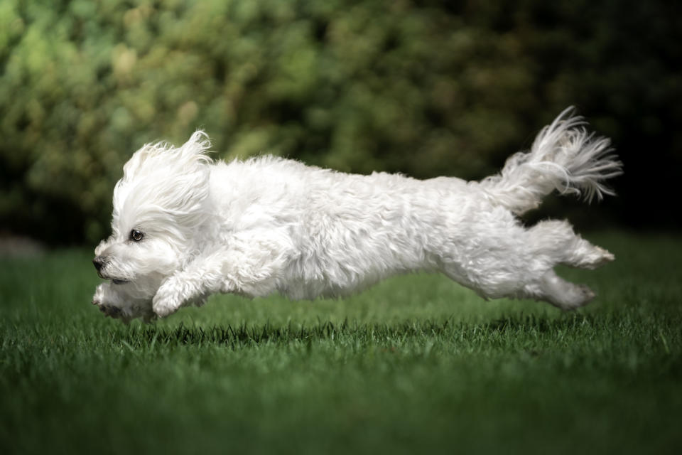 Dog running in grass