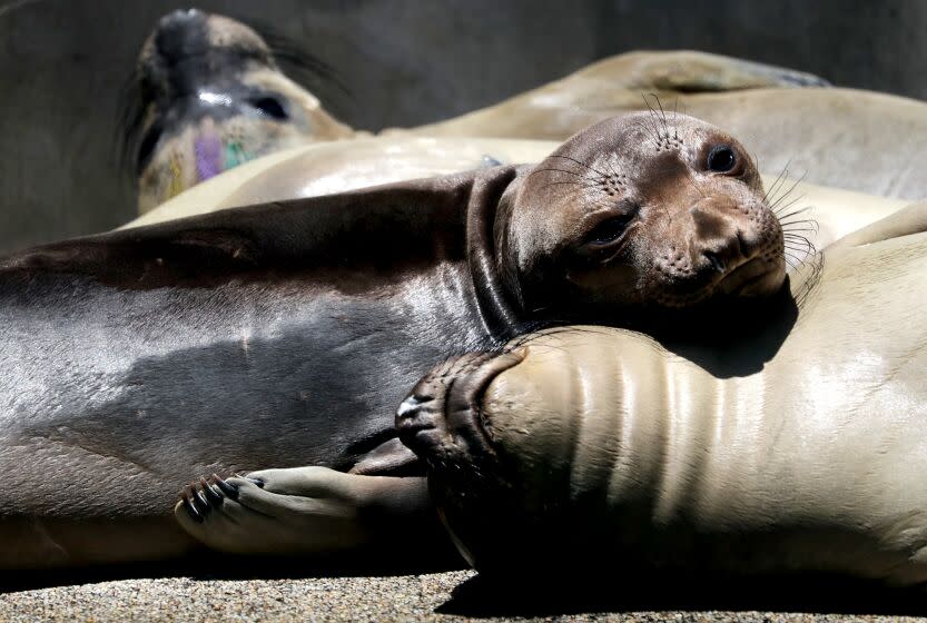 San Pedro, CA - Marine mmals recuperate at the Marine Mammal Care Center in San Pedro on Tuesday, June 20, 2023. More than 1,000 marine mammals have gotten sick or died this month due to toxic algae blooms along the coast of Southern California, according to the National Oceanic and Atmospheric Administration. June 20: in San Pedro on Tuesday, June 20, 2023 in San Pedro, CA. (Luis Sinco / Los Angeles Times)